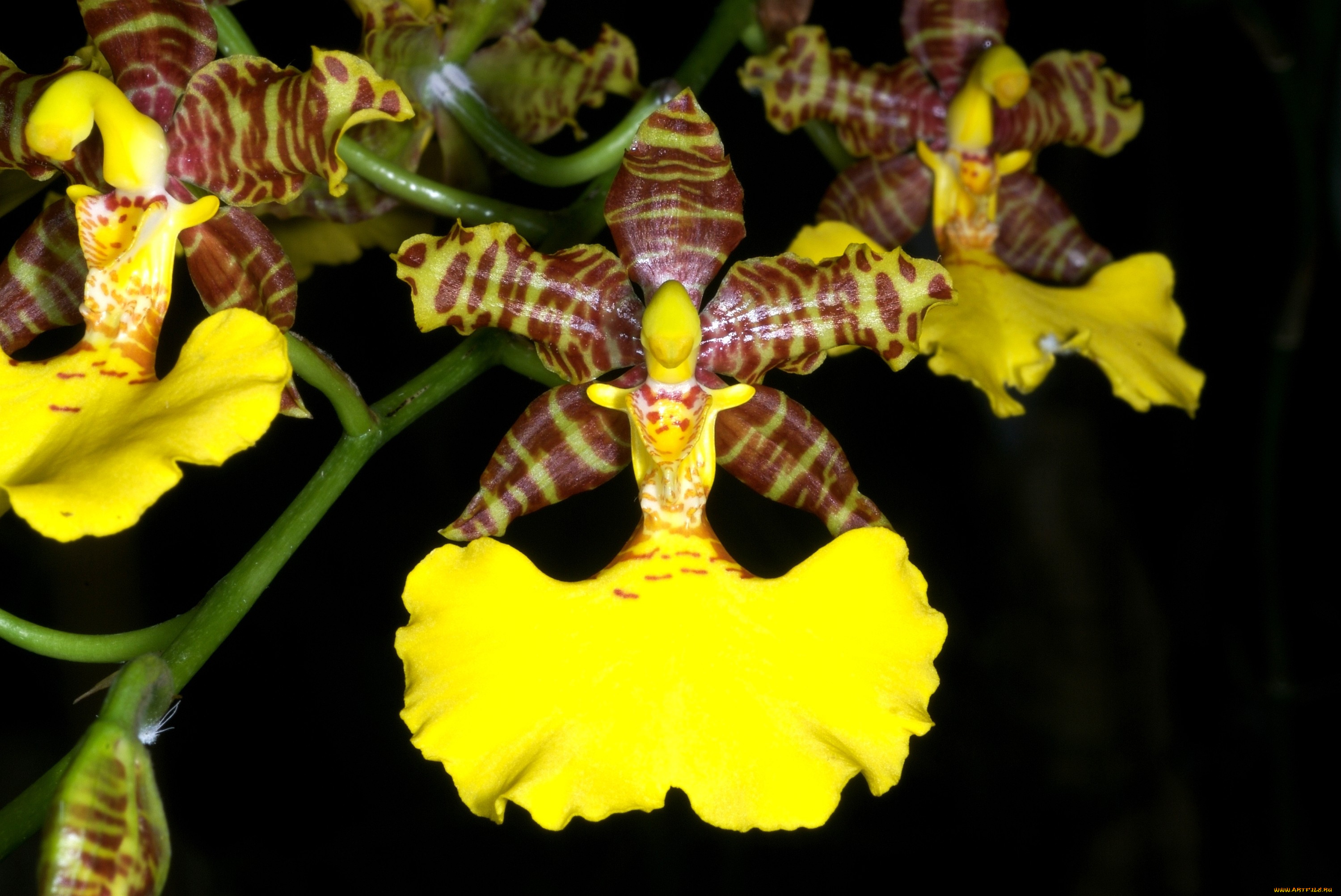 Орхидея Камбрия желтая